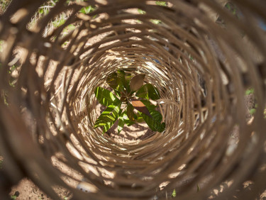 A seedling seen from above through a woven tree protector
