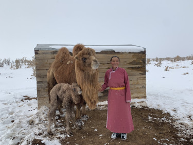 A woman in a pink dress stands in a snowy landscape with a mother and baby camel