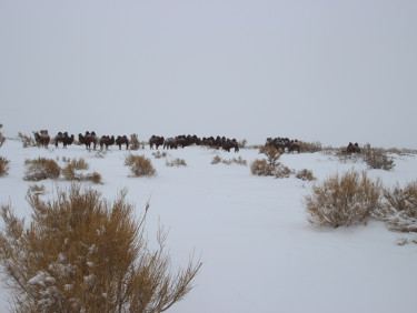 A herd of cattle in the distance in a snowy landscape