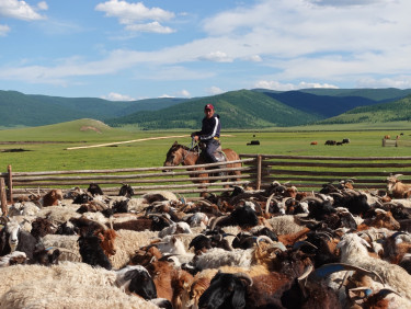 A pen of goats with a herder on a horse with a grassy landscape and a mountain in the background