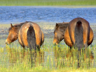 Two horses stand in a marshy landscape