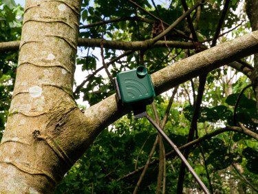 A green camera trap sits up high on a tree branch