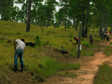 A group of people in a sparsely planted forest clear the edges of a track
