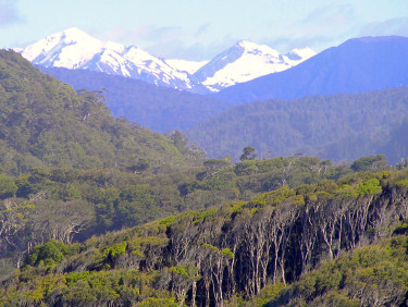 A forest in the foreground with snow-capped mountains in the background