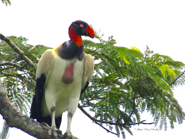 King Vulture (Sarcoramphus papa) on a branch in a tree