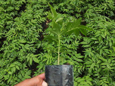 A hand holding a seedling in front of a row of other seedlings
