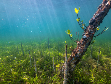 An underwater photo of seagrass and mangroves growing together