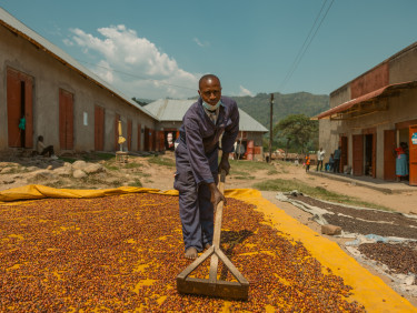 A man in grey clothes uses a broom to spread coffee beans on a sheet on a street between houses