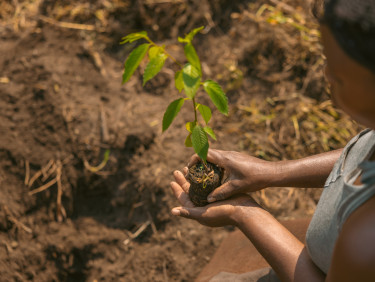 A person from behind planting a seedling