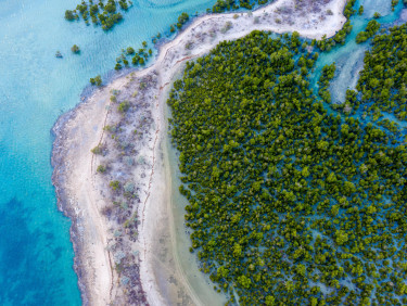 A drone shot of a mangrove forest and the sea