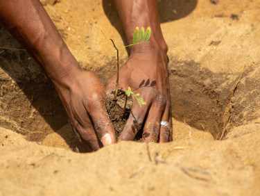Hands planting a seedling in sandy soil