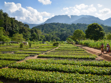 A tree nursery with mountains in the background.