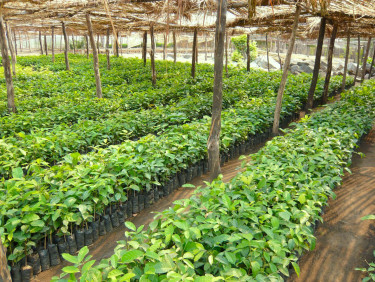 Rows of seedlings in a covered nursery