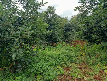 A plantation of trees