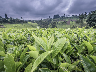 A field of seedlings with hills and a dark sky behind