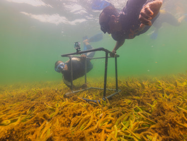 Two people with biodiversity monitoring equipment snorkel above a seagrass meadow
