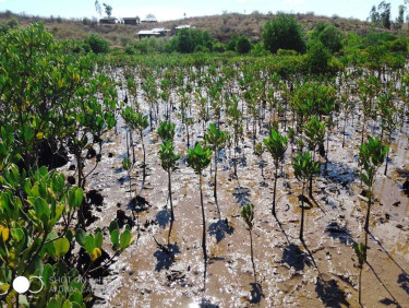 Mangrove seedlings growing