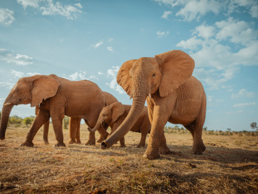 Two adult elephants with a baby elephant between them walking on the grassy savannah with a blue sky behind them