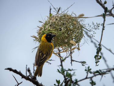 A weaver bird with a yellow neck and black head on a branch in front of its ball-shaped nest