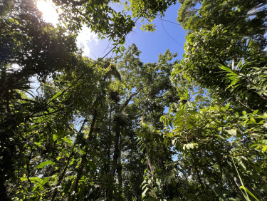 A view of blue sky through the canopy of a rainforest