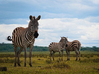 Three zebras on a grassy savannah