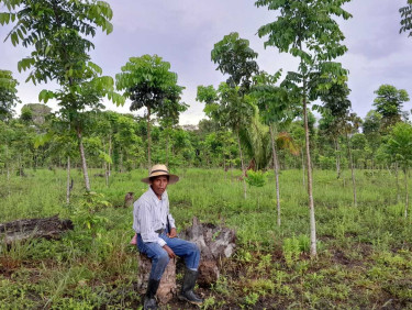A man in a straw hat sits in front of a plantation of young trees