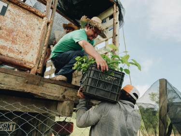A man in a straw hat hands a tray of seedlings off a truck to a man waiting below
