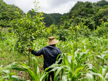 A man in a straw hat walking away through a field with some young trees