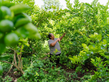 A woman picks green fruits from an orchard