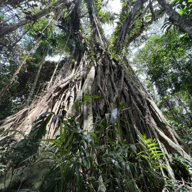 A view from below of a big tree with vines growing on it.