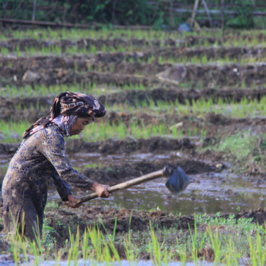 A woman in a headscarf with a tool in a rice paddy field