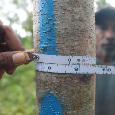 Two hands hold a measuring tape around a small tree trunk