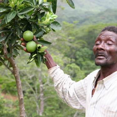 A man in a white shirt stands next a tree with green fruits on it.