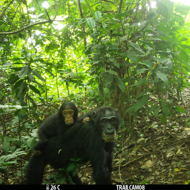 A camera trap image of a chimpanzee with her baby on her back in a clearing in the forest