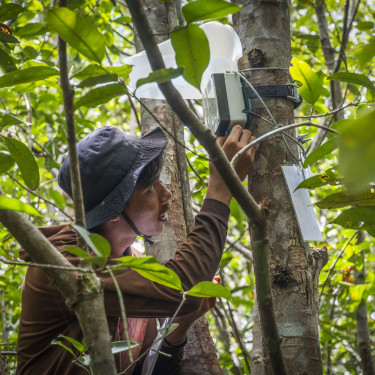 A man surveys a piece of bioacoustics equipment strapped to a tree in a forest.