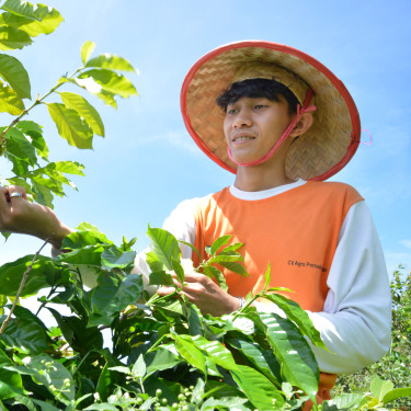 A man in a traditional straw hat and orange shirt tends to a coffee plant