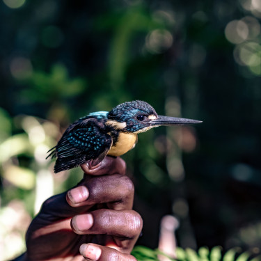 A Variable Dwarf Kingfisher (Ceyx lepidus meeki) perches on a person's hand with a forest in the background