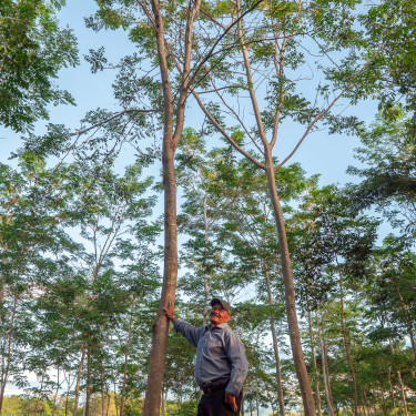 A man in a baseball cap stands under a tree