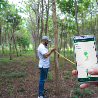 In the foreground, a hand holding a phone with an app open, in the middle ground a man in a baseball cap measuring a tree