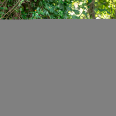 A man and a woman stand looking at a phone in a forest