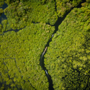 A drone shot of a river in a forest