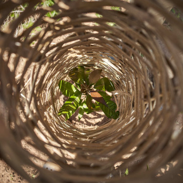 A seedling seen from above through a woven tree protector