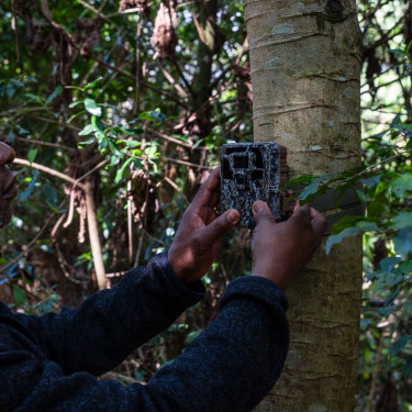 A man attaches a camera to a tree in a shaded forest