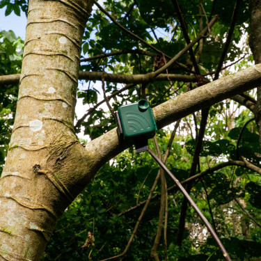 A green camera trap sits up high on a tree branch