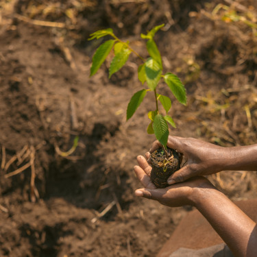 A person from behind planting a seedling
