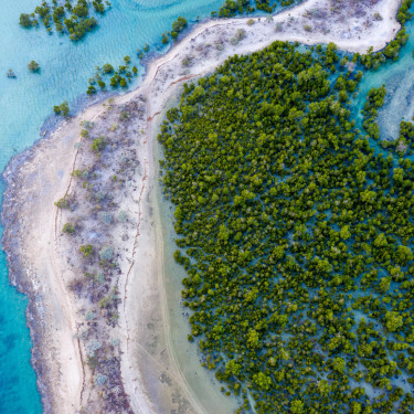 A drone shot of a mangrove forest and the sea