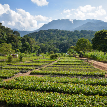 A tree nursery with mountains in the background.