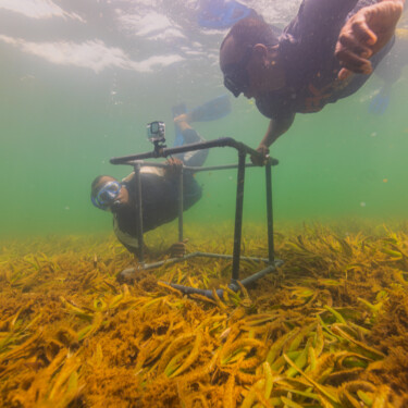Two people with biodiversity monitoring equipment snorkel above a seagrass meadow