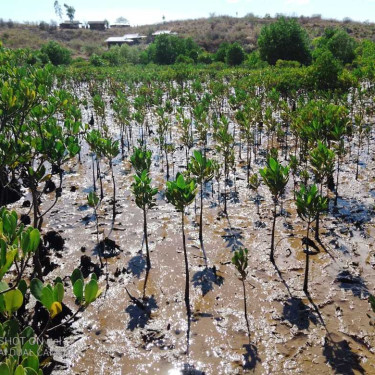 Mangrove seedlings growing