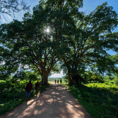 Local people walk down a rural road flanked by trees in the Yaeda Eyasi project area in Tanzania